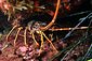 Spiny Lobster